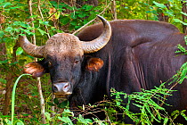 Gaur (Bos gaurus), old male with ears torn and one eye missing, Kanha National Park, Madhya Pradesh, India