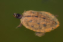Northern map turtle (Graptemys geographica), Maryland, USA, May.