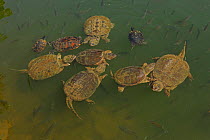 Snapping turtles (Chelydra serpentina) with Red-eared sliders (Pseudemys rubriventris) and River cooter (Pseudemys concinna) and Bluegills (Lepomis macrochirus), Maryland, USA, June.