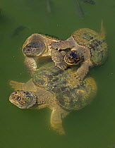 Snapping turtles (Chelydra serpentina) males attempting to mate with female, with Bluegills (Lepomis macrochirus), Maryland, USA, July.