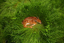 White-tailed deer (Odocoileus virginianus) fawn resting in long grass, New York, USA, May.