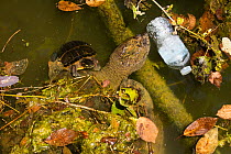 Snapping turtle (Chelydra serpentina) and Painted turtle (Chrysemys picta) with discarded plastic bottle, Maryland, USA. July. Label on bottle digitally removed.