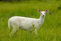 White-tailed deer (Odocoileus virginianus), leucistic white doe, New York, USA, June.