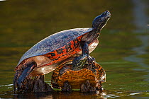 Northern red-bellied turtle (Pseudemys rubriventris), Maryland, USA. May.