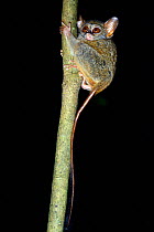 Gursky's spectral tarsier (Tarsius spectrumgurskyae) North Sulawesi
