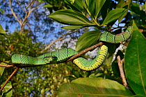 Temple pitviper (Tropidolaemus subannulatus) Controlled conditions , occurs in Philippines and Indonesia.