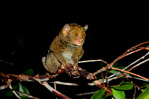 Horsfield&#39;s tarsier / Western tarsier ( Tarsius bancanus ssp. saltator)  Belitung Island, Sumatra, Indonesia. Endemic.