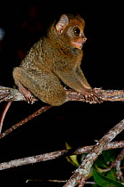 Horsfield&#39;s tarsier / Western tarsier ( Tarsius bancanus ssp. saltator)  Belitung Island, Sumatra, Indonesia. Endemic.