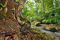 Reticulated python (Malayopython reticulatus) Sulawesi.
