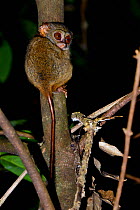 Gursky's spectral tarsier (Tarsius spectrumgurskyae) North Sulawesi