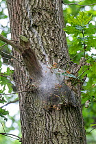 Oak processionary moth (Thaumetopoea processionea) nest on Oak (Quercus robur). Surrey, England, UK. July 2018.