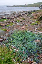 Oyster plant (Mertensia maritima) and Sea campion (Silene uniflora) on shingle beach, Hillswick, Shetland, Scotland, UK. June 2018.