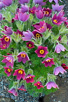 Pasque flower (Pulsatilla ambigua), cultivated in a botanic garden, Surrey, England, UK. Native to Asia.