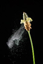 Ribwort plantain (Plantago lanceolata) dispersing pollen in breeze.