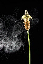 Ribwort plantain (Plantago lanceolata) dispersing pollen in breeze.