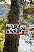 Sign nailed to tree trunk warning drivers of Red squirrel (Sciurus vulgaris) presence. Re-introduction project, Torridon, Scotland, UK. May 2018.