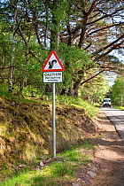 Sign warning drivers of Red squirrel (Sciurus vulgaris) crossing, Re-introduction project, Torridon, Scotland, UK. May 2018.