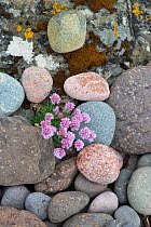 Thrift (Armeria maritima) growing amongst pebbles. Shetland Isles, Scotland, UK. June.