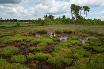 Lowland peat bog with deciduous and pine woodland in background, Thursley National Nature Reserve, Surrey, England, UK. June 2018.