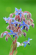 Borage (Borago officinalis) flowers, UK. June.