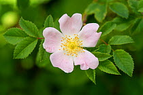 Dog rose flower (Rosa canina) Hampshire, England, UK. June.