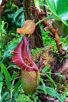Pitcher plant (Nepenthes robcantleyi), cultivated specimen in botanic garden, Surrey, England, UK. Native to the Philippines.