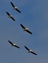 Great white pelican (Pelecanus onocrotalus), group of five flying against blue sky, Danube Delta, Romania. May.