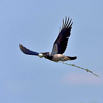 Hooded crown (Corvus cornix) flying with egg in beak, Danube Delta, Romania. May.