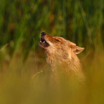 Golden jackal (Canis aureus) howling in grassland. Danube Delta, Romania, May.