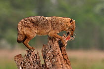 Golden jackal (Canis aureus) eating a fish whilst balancing on a tree stump. Danube Delta, Romania, May.