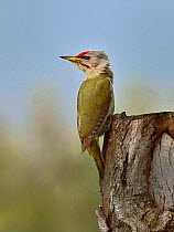 Grey-headed woodpecker (Picus canus) male perched on tree stump, Danube Delta, Romania. May.