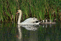 Mute swan (Cygnus olor), female with cygnets on water. Danube Delta, Romania. May.