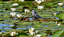 Whiskered tern (Chlidonias hybrida) standing amongst White water lilies (Nymphaea alba). Danube Delta, Romania. May.