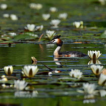Great crested grebe (Podiceps cristatus) amongst White water lilies (Nymphaea alba). Danube Delta, Romania. May.