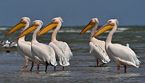 Great white pelican (Pelecanus onocrotalus), group standing in Black Sea, Romania. May.