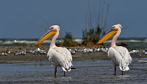 Great white pelican (Pelecanus onocrotalus), two standing in Black Sea, Romania. May.