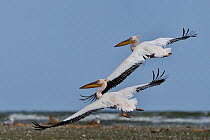 Great white pelican (Pelecanus onocrotalus), two flying in unison. Black Sea, Danube Delta, Romania. May.