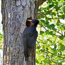 Black woodpecker (Dryocopus martius), male at nest hole. Danube Delta, Romania. May.