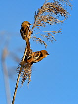 Bearded tit (Panurus biarmicus), two perched on Reed (Phragmites australis). Danube Delta, Romania. May.