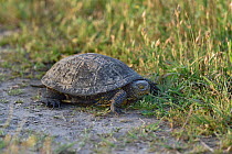 European pond turtle (Emys orbicularus) at edge of grassland. Danube Delta, Romania. May.