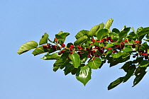 Mulberry (Morus nigra) branch with berries. Danube Delta, Romania. May.