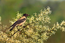 Hooded crow (Corvus cornix) perched in tree. Danube Delta, Romania. May.