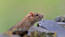 Brown rat (Rattus norvegicus) portrait. Danube Delta, Romania. May.