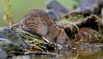 Brown rat (Rattus norvegicus) drinking from pool. Danube Delta, Romania. May.