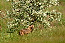 Golden jackal (Canis aureus) in grassland under a tree. Danube Delta, Romania. May.