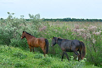 Semi-wild horses in the Danube Delta, Romania. May 2018.