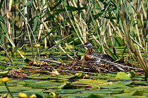 Red necked grebe (Podiceps grisegena) sitting on nest amongst water lilies and reeds. Danube Delta, Romania. May.