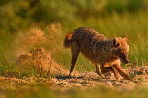 Golden jackal (Canis aureus) digging with sand flying behind. Danube Delta, Romania, May.