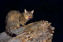 European wildcat (Felis silvestris silvestris) licking lips whilst on tree trunk. Danube Delta, Romania. May.