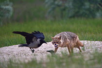 Golden jackal (Canis aureus) snarling and chasing off Hooded crows (Corvus cornix). Danube Delta, Romania, May.